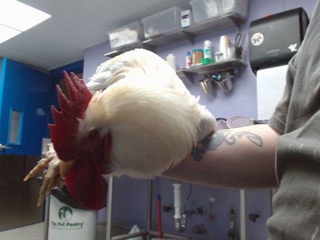 PAR SNIP - Chicken available for adoption