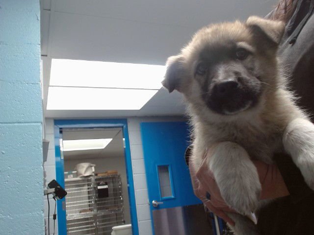 KALI - German Shepherd Dog available for adoption