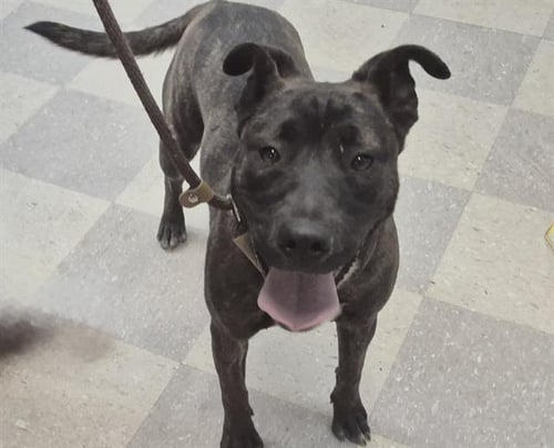 CHISPA - American Pit Bull Terrier available for adoption