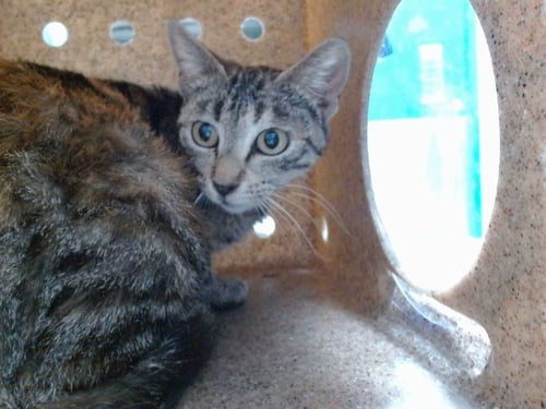 STRAWBERRY - Domestic Short Hair available for adoption