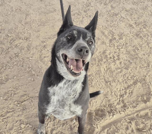 ATHENA - Australian Cattle Dog/Blue Heeler available for adoption