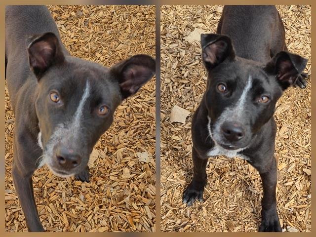 TOPPLE - American Pit Bull Terrier available for adoption