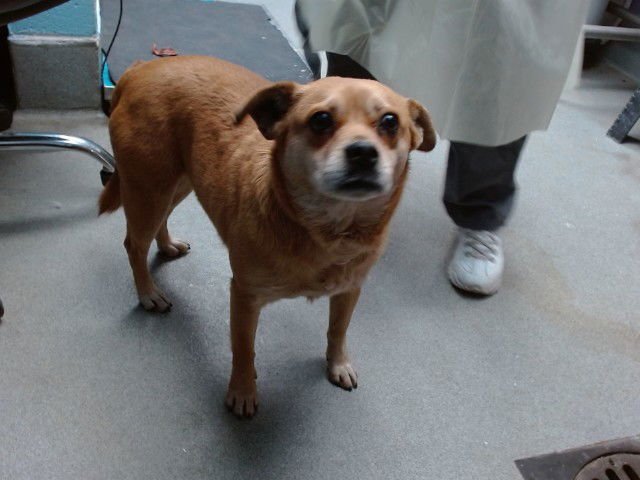 ROSIE - Pug / Beagle available for adoption