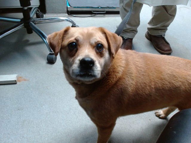 RED MAX - Pug / Beagle available for adoption