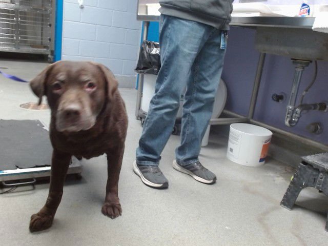 SKIPPER - Labrador Retriever available for adoption