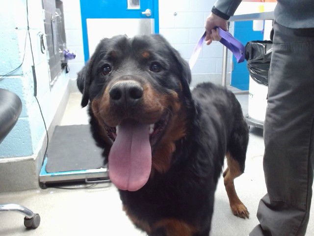WEDNESDAY - Rottweiler available for adoption