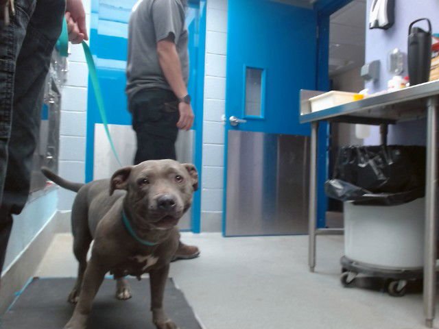 SHELLY - American Pit Bull Terrier available for adoption