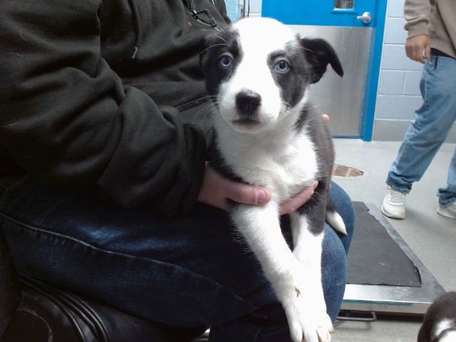 THORA - Pointer available for adoption