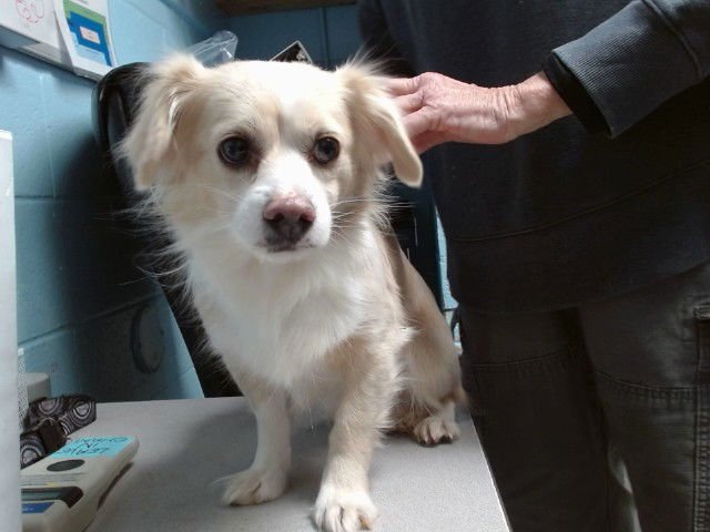 SCOOTER - Papillon available for adoption