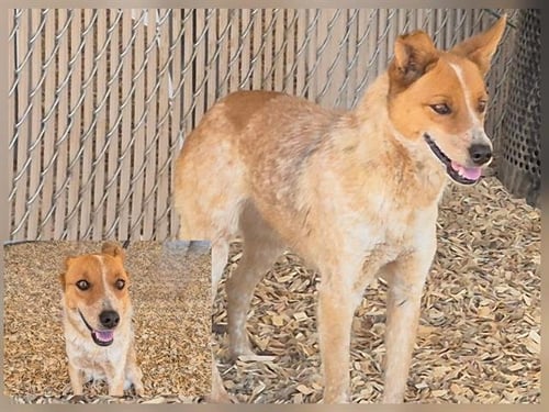 NYMPHADORA - Australian Cattle Dog/Blue Heeler available for adoption