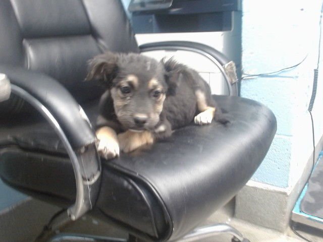 CURLY - American Pit Bull Terrier available for adoption