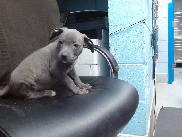 TYSON Image