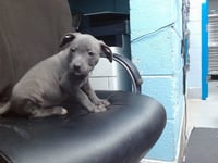 TYSON - Photo 1
