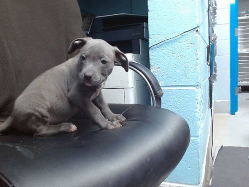TYSON - American Pit Bull Terrier available for adoption