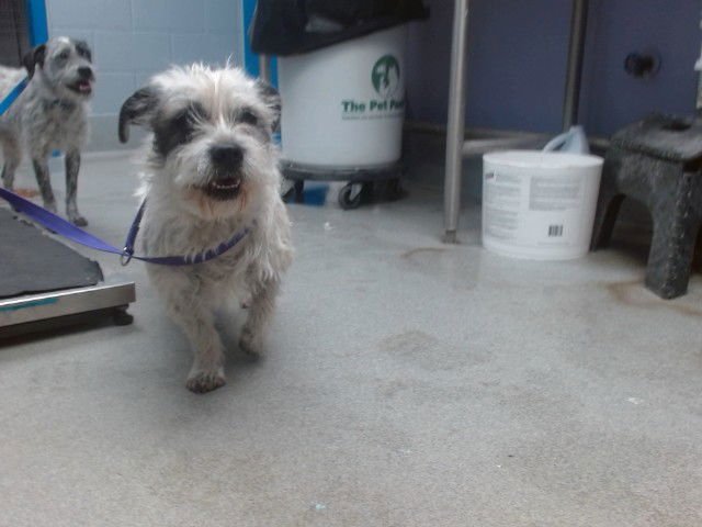 ASPEN - Glen of Imaal Terrier available for adoption