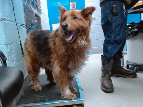 CODY - German Shepherd Dog / Australian Cattle Dog/Blue Heeler available for adoption