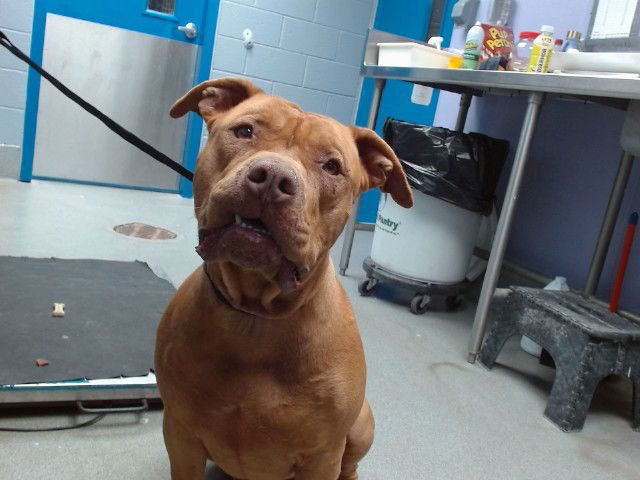 SAMUEL - American Pit Bull Terrier available for adoption