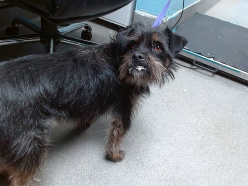 TOBY - Shih Tzu / Miniature Schnauzer available for adoption
