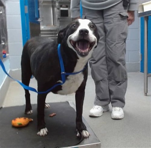 FREYA - American Pit Bull Terrier available for adoption