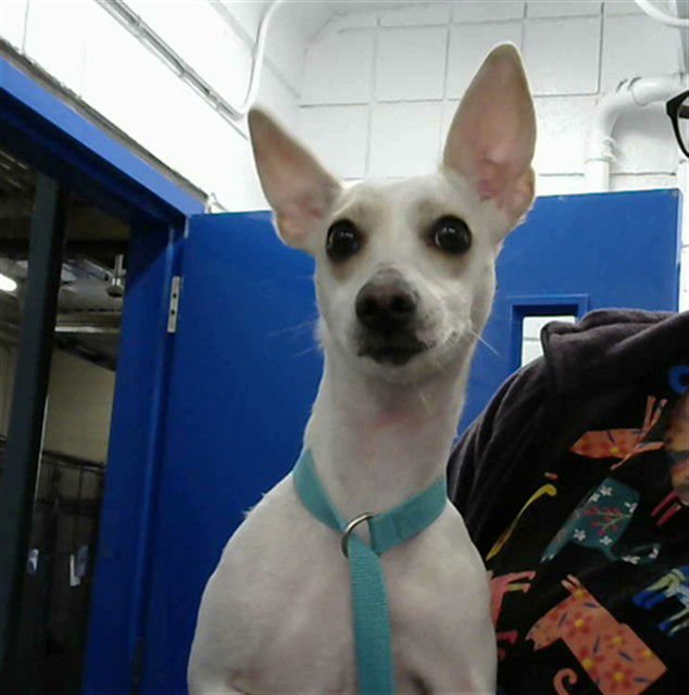 TIA - Chihuahua available for adoption