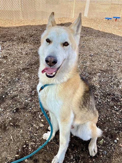 TORRO - Husky available for adoption
