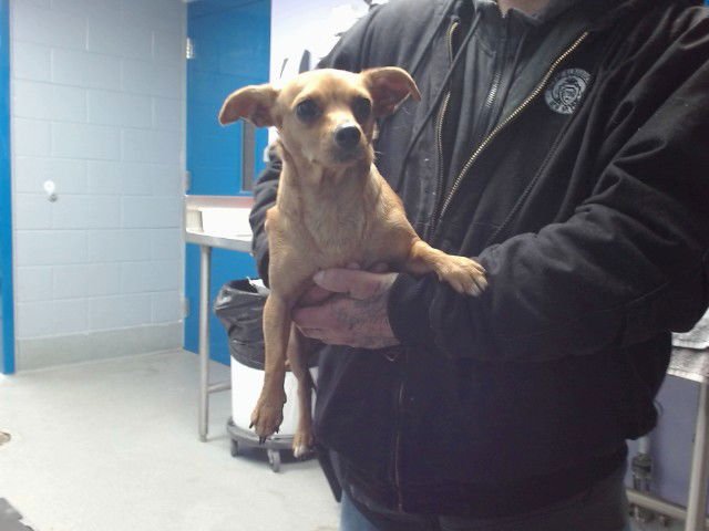 BISCUIT - Dachshund / Chihuahua available for adoption