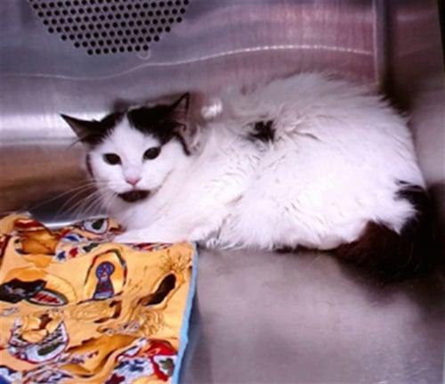 SALLY - Domestic Short Hair available for adoption