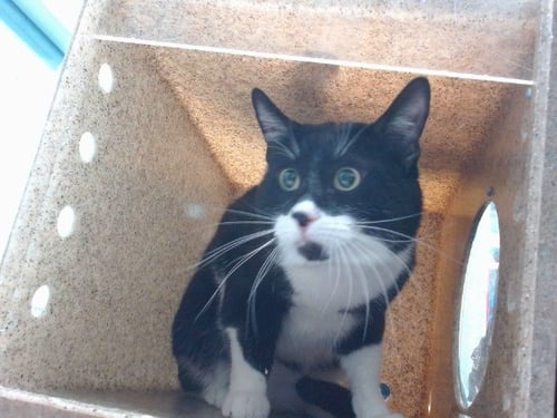 FELIX - Domestic Short Hair available for adoption