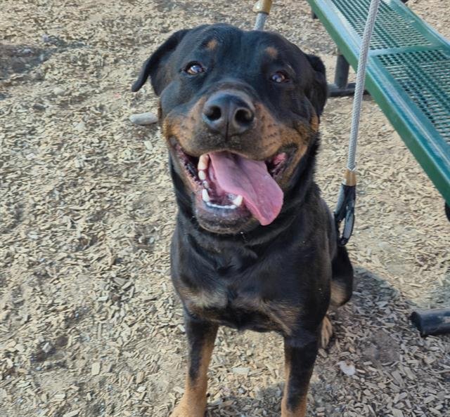 STELLA - Rottweiler available for adoption