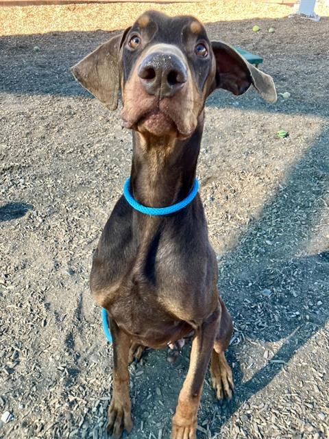 RIVERS - Doberman Pinscher available for adoption