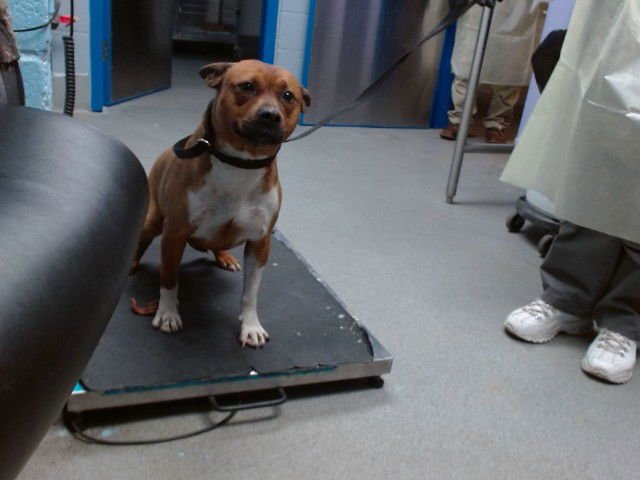 CINCO - American Pit Bull Terrier available for adoption