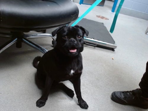 DERIK - Pug available for adoption