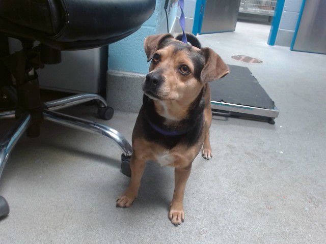 TOBIE - Manchester Terrier available for adoption