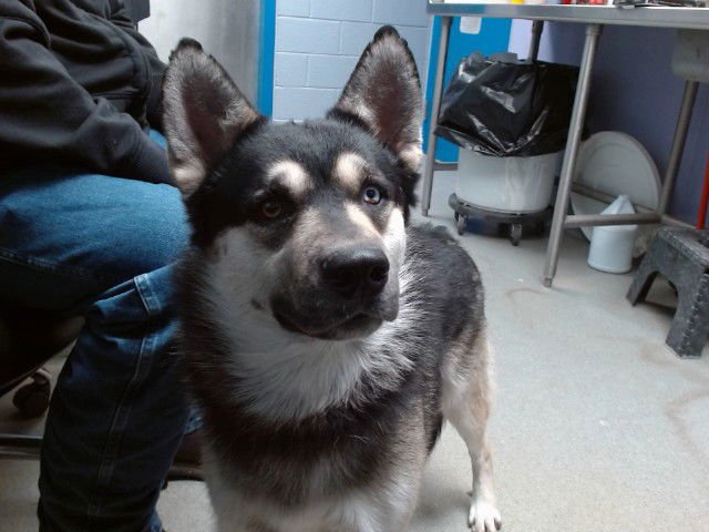 NIBBLES - Husky available for adoption