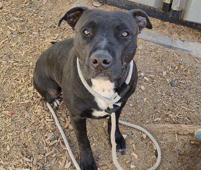 SAMANTHA - American Pit Bull Terrier available for adoption