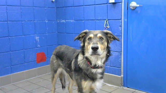 DUCKO - German Shepherd Dog available for adoption