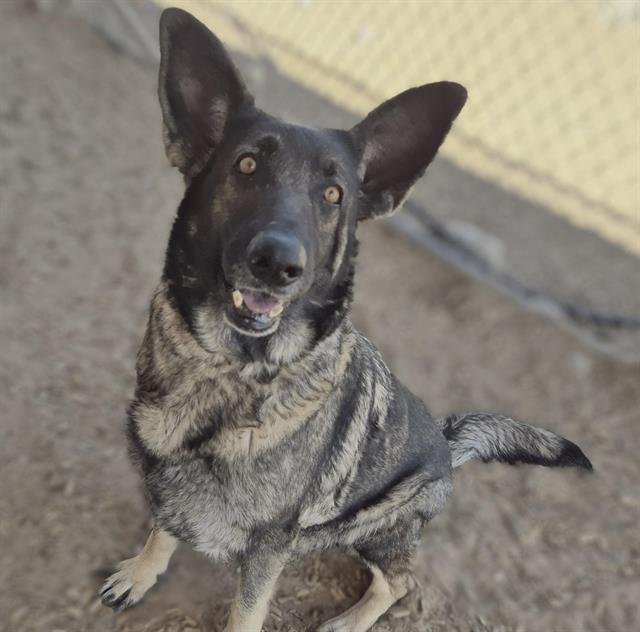 FOXGLOVE - German Shepherd Dog available for adoption