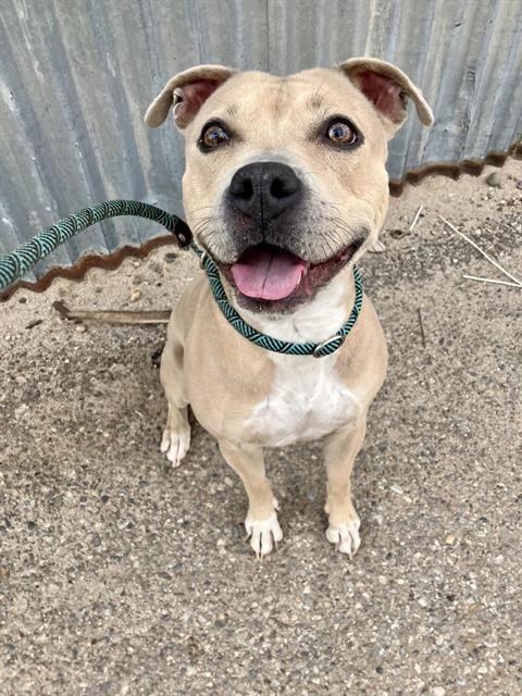 VERONICA - Staffordshire Bull Terrier available for adoption