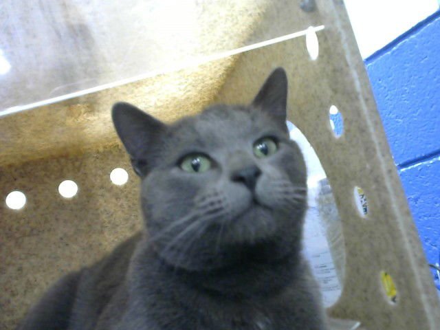 PANCHITO - Domestic Short Hair available for adoption