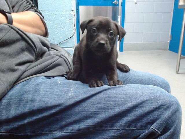 CAMDEN - Labrador Retriever available for adoption
