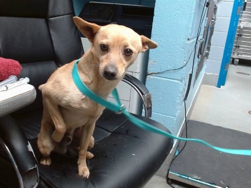 REN - Chihuahua available for adoption