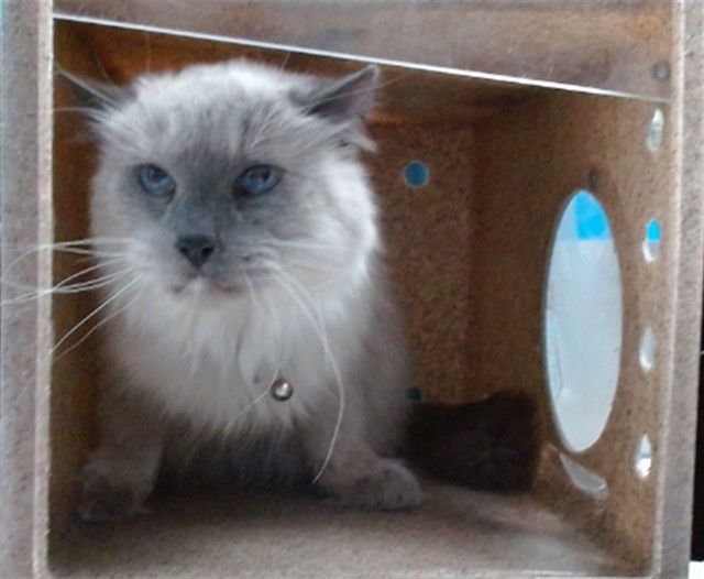 COLE - Colorpoint Shorthair available for adoption