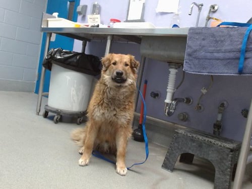 SOLOMON - Labrador Retriever / Collie available for adoption