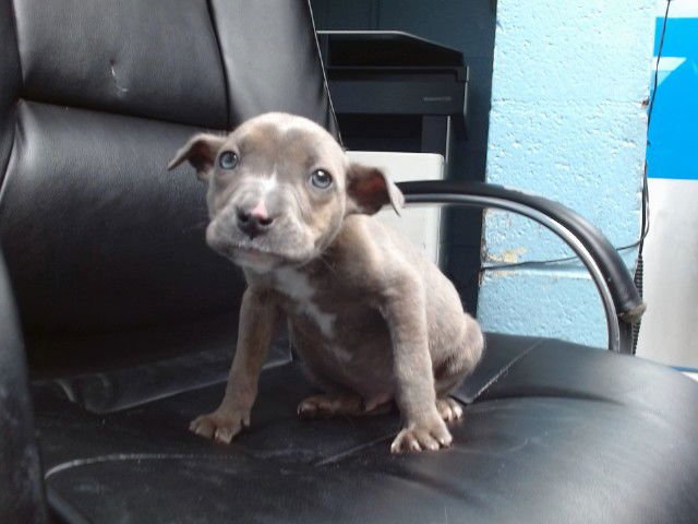 THANKSGIVING - American Pit Bull Terrier available for adoption