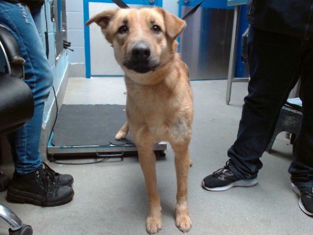 HONEY - Belgian Shepherd Malinois available for adoption