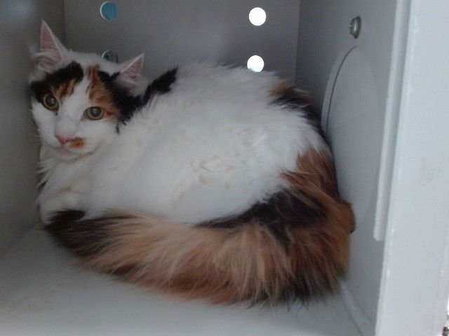 PATHCES - Domestic Long Hair available for adoption