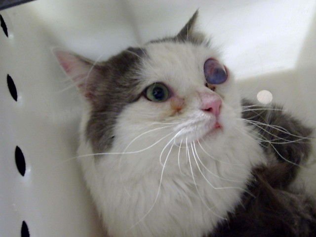 FRITZ - Domestic Long Hair available for adoption