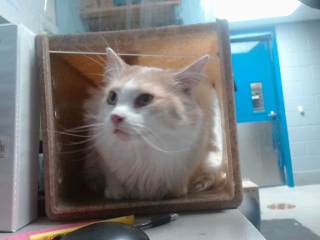 GOOFY - Domestic Medium Hair available for adoption