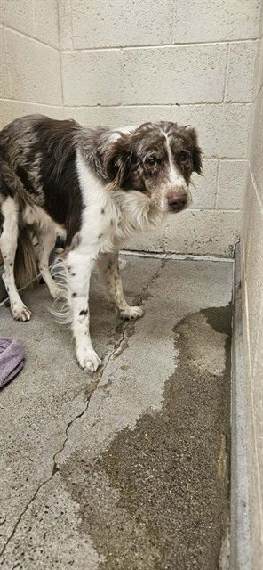 JOLLY - Border Collie available for adoption