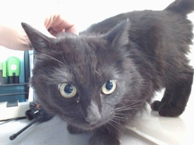 TRIXY - Domestic Long Hair available for adoption